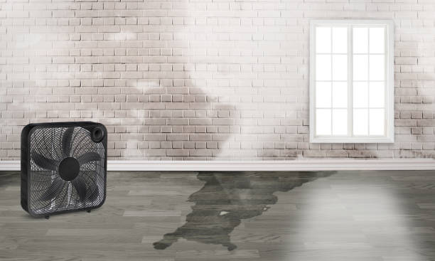 Best Mold removal after water damage  in Port Norris, NJ